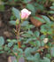 Schneeküsschen® rose photo