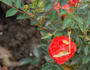 Lachs rose photo