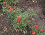 Lachs rose photo