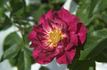Secret Recipe rose photo
