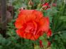 Jolly Roger rose photo