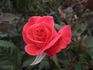 Ammonit rose photo