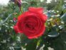 Delbard's Orange Climber rose photo