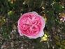 Georges Cuvier rose photo