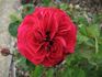 The Knight rose photo
