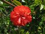 Vatertag ® rose photo