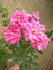 ALBXGEI rose photo