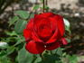 Courage™ rose photo