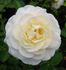 Snowdrift rose photo