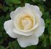 Snowdrift rose photo