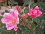 <i>Rosa arkansana</i> 'Peppermint' rose photo