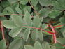 <i>Rosa arkansana</i> 'Peppermint' rose photo