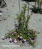 Regierungsrat Rottenberger rose photo