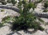 Verdi rose photo