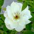 Starla rose photo