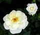 Starla rose photo