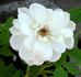 Starla rose photo