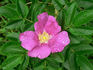 Wildberry Breeze rose photo