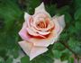 Good News rose photo