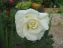White Success rose photo
