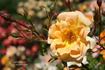 Gypsy Dancer rose photo