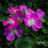 Rosy Purple rose photo