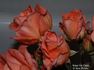 Da Capo rose photo