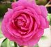Député Debussy rose photo