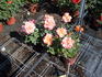 I Have a Dream rose photo