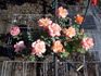 I Have a Dream rose photo