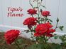 Tipu's Flame™ rose photo