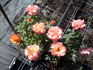 I Have a Dream rose photo