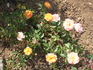 I Have a Dream rose photo