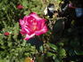 Permoser rose photo
