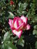 Permoser rose photo