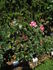 Permoser rose photo