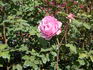 Roberta rose photo