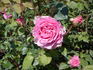 Roberta rose photo