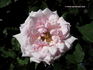 Thomas A. Edison rose photo