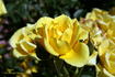 Dorola ® rose photo