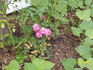 Kristin, Cl. ™ rose photo