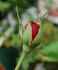 Muhme Löffler rose photo