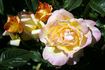 Celebrity rose photo