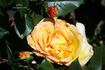 Celebrity rose photo