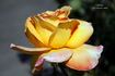 Celebrity rose photo