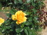 Cannes Festival 83 rose photo