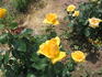 Cannes Festival 83 rose photo