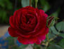 Muhme Löffler rose photo