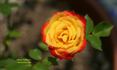 Chasin' Rainbows™ rose photo