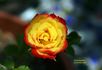 Chasin' Rainbows™ rose photo